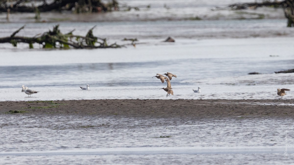 Hudsonian Whimbrel - ML636743298