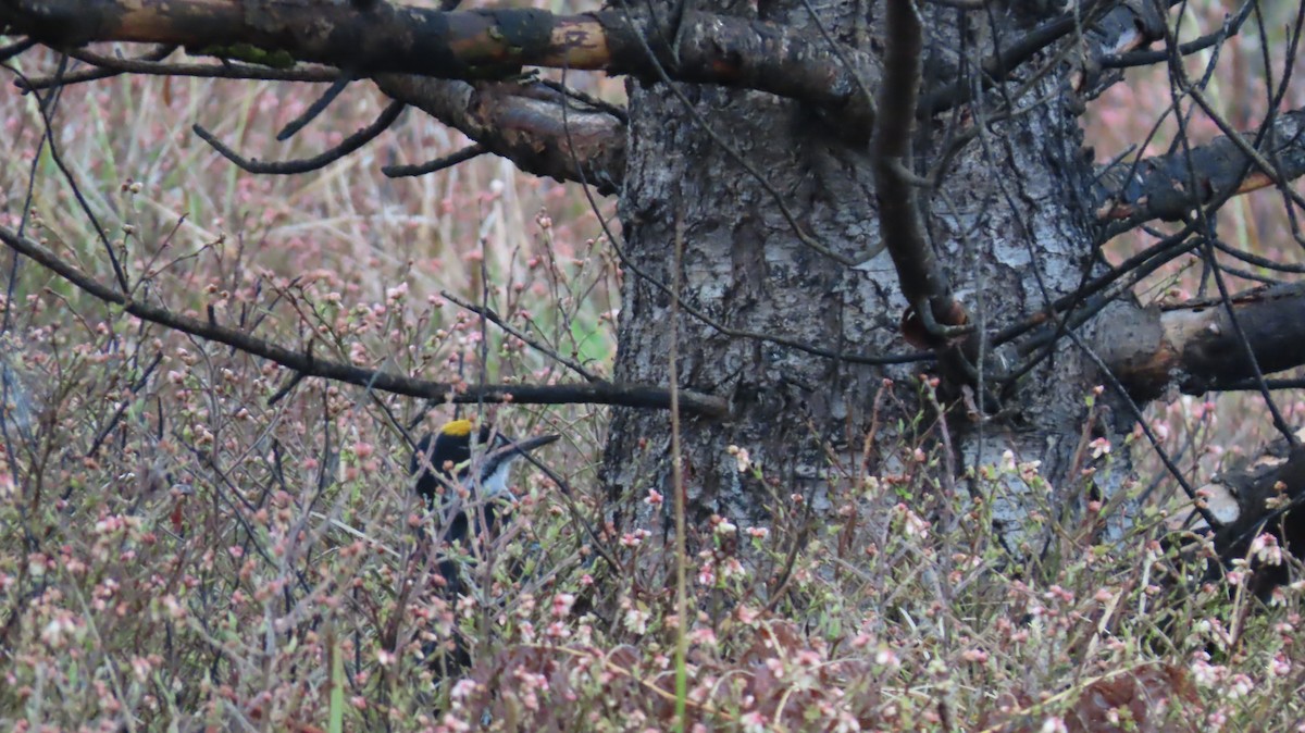Black-backed Woodpecker - ML636743320