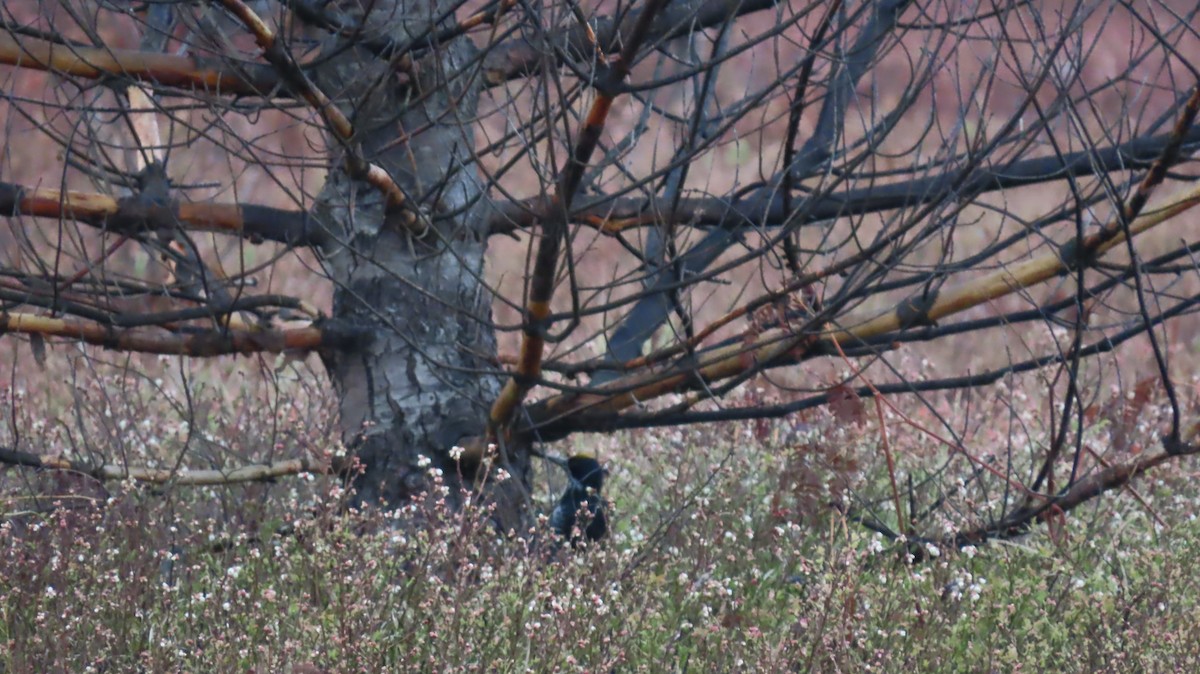Black-backed Woodpecker - ML636743321