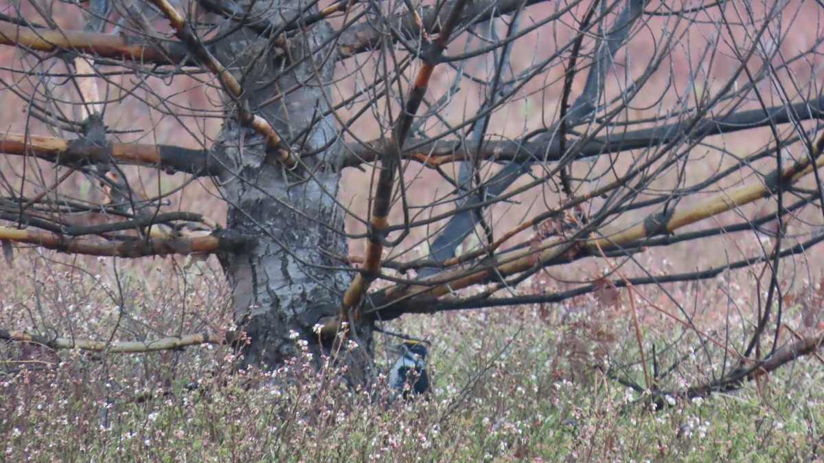 Black-backed Woodpecker - ML636743322