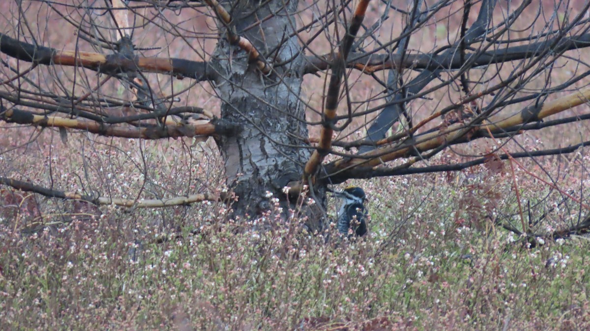 Black-backed Woodpecker - ML636743323