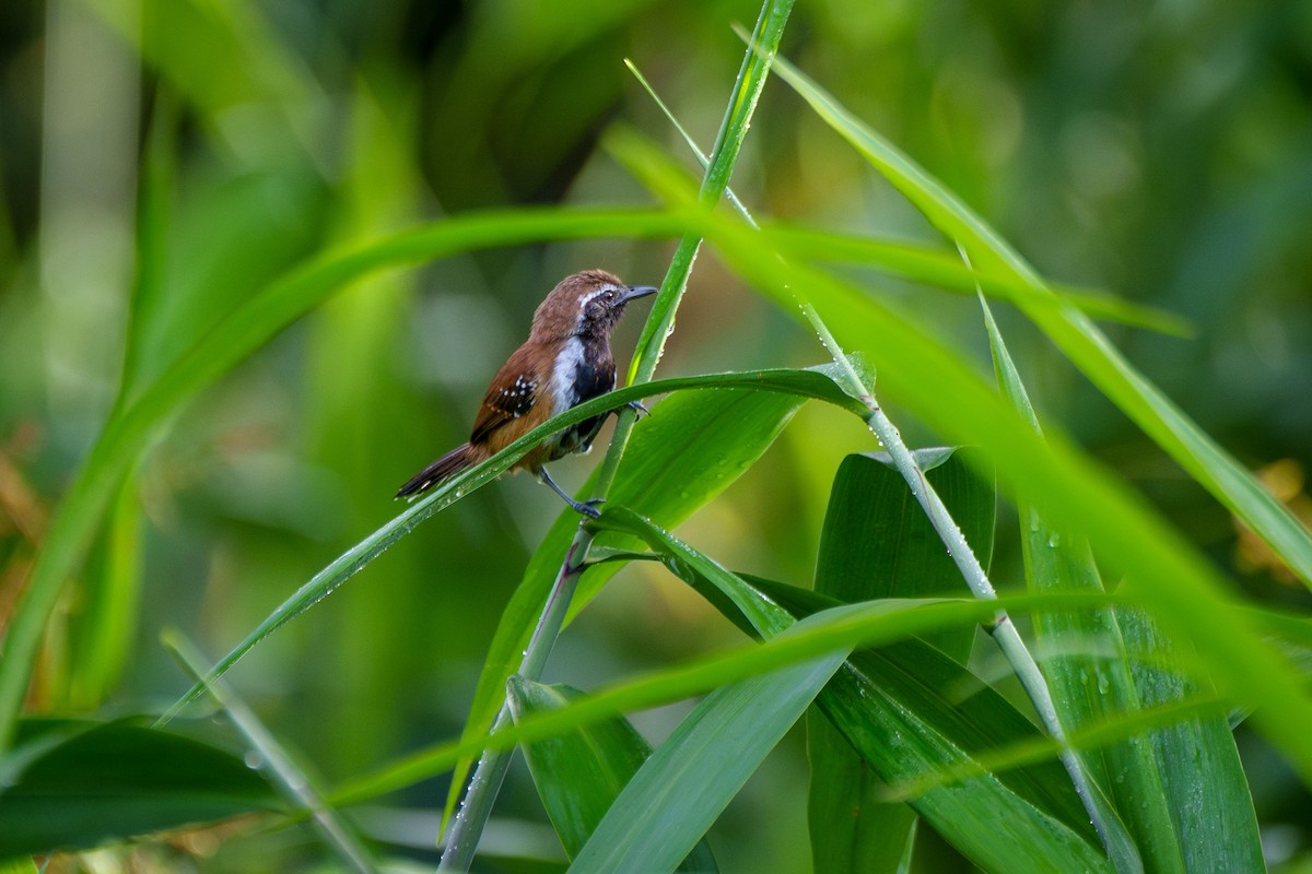 Rusty-backed Antwren - ML636743339