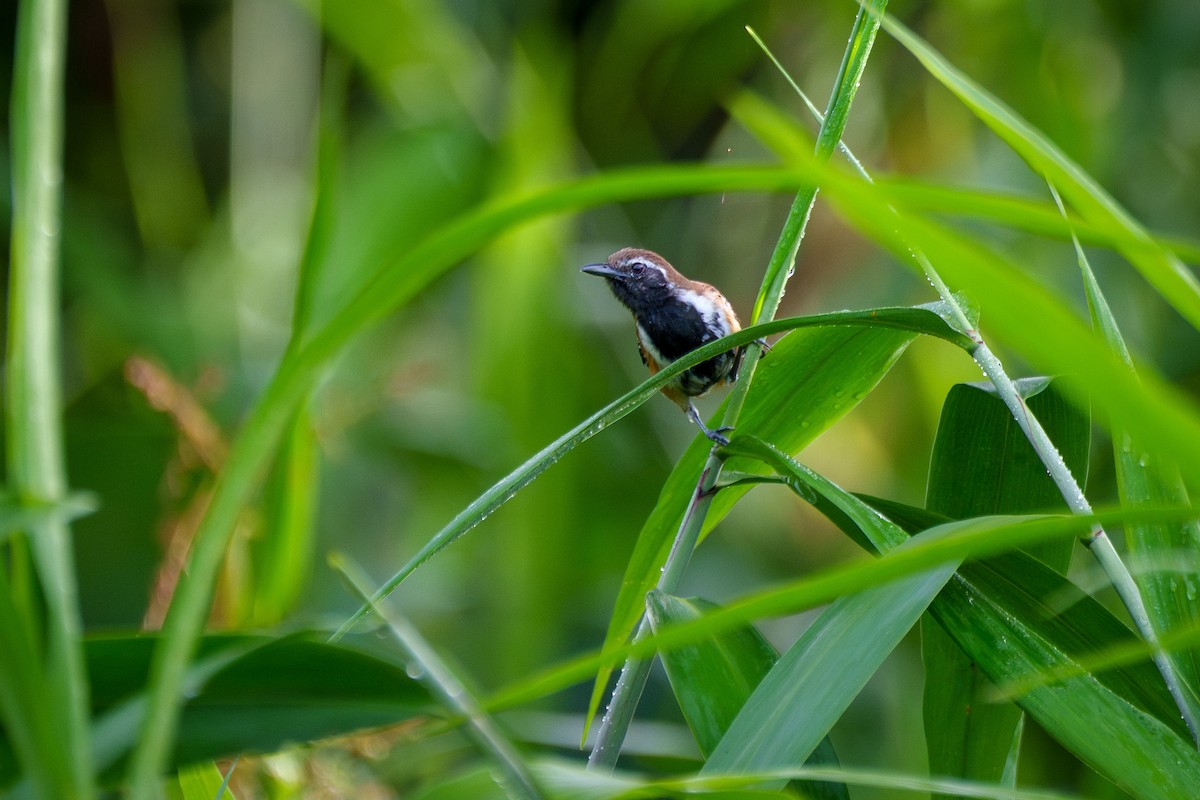 Rusty-backed Antwren - ML636743340