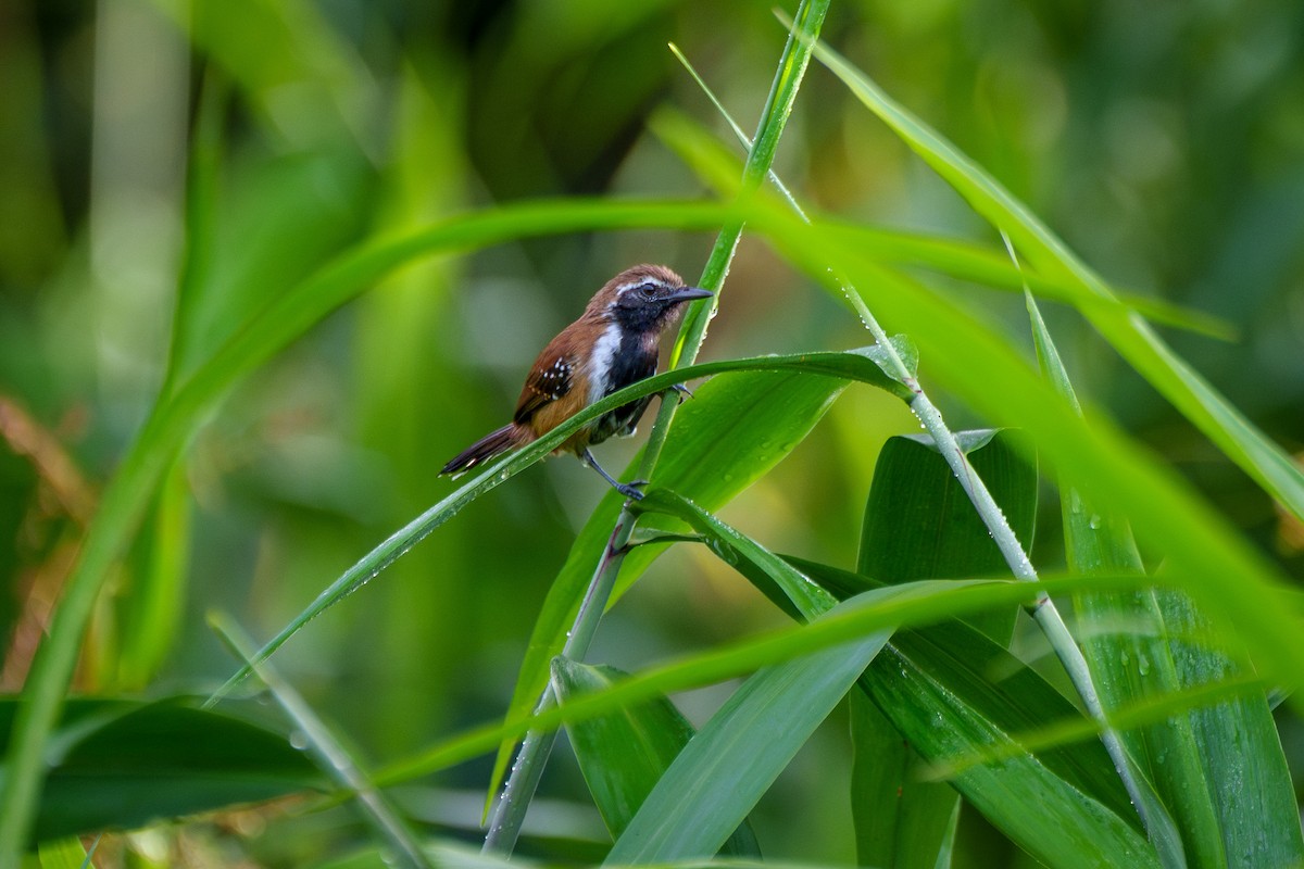 Rusty-backed Antwren - ML636743341