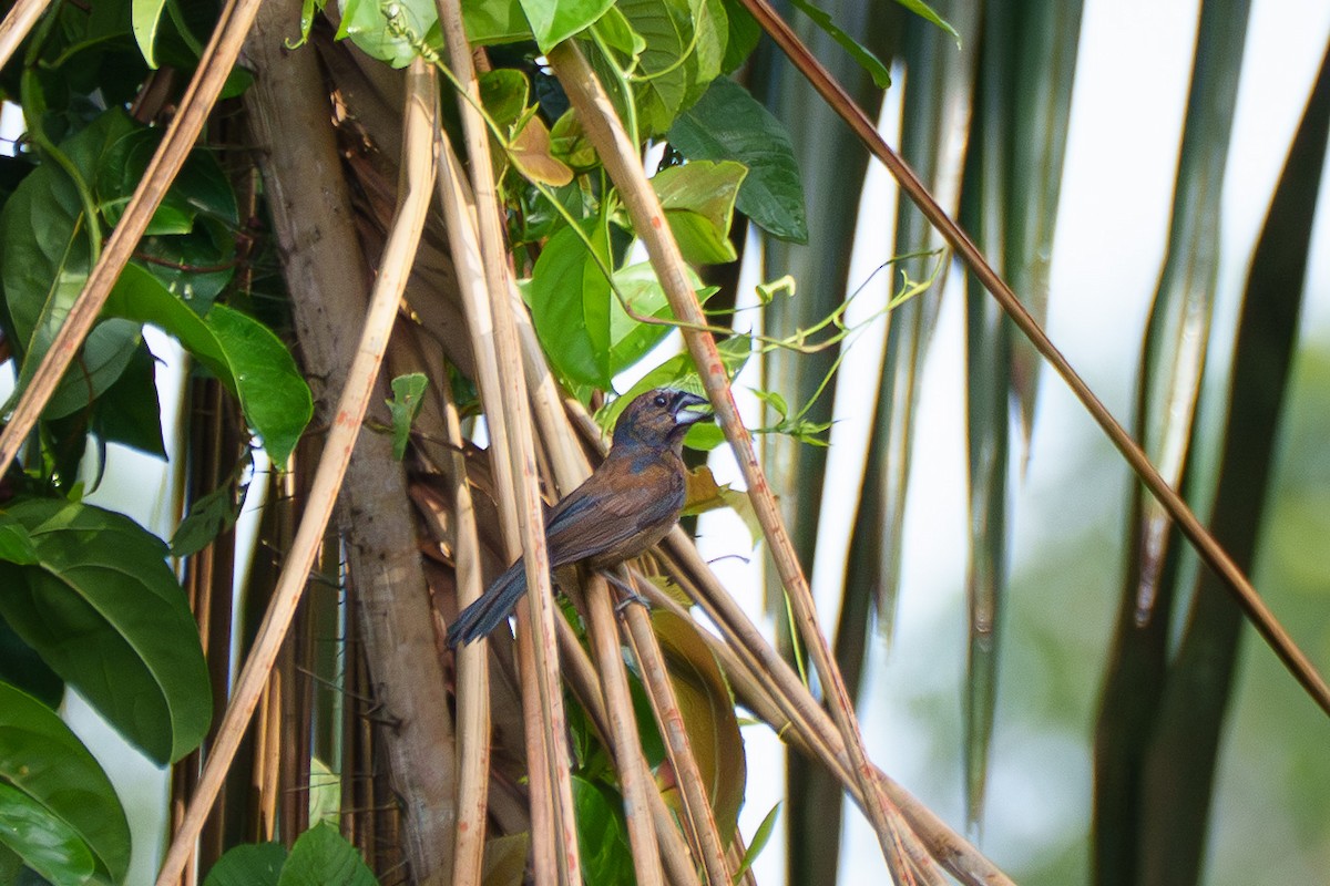 Amazonian Grosbeak - ML636743384