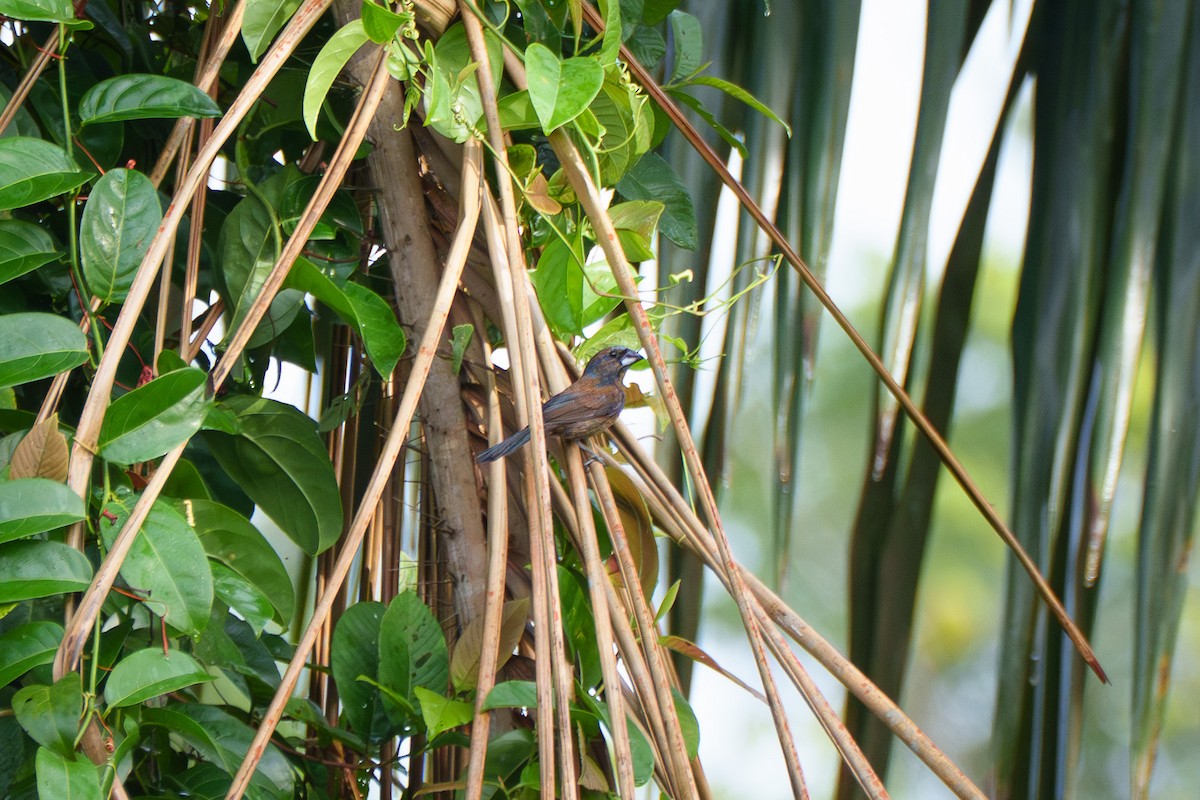 Amazonian Grosbeak - ML636743385