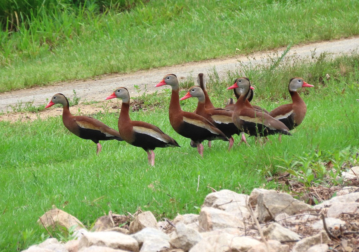 Black-bellied Whistling-Duck - ML636743411