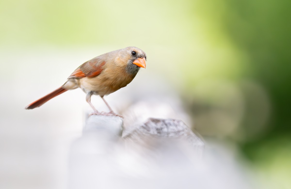 Northern Cardinal - ML636743484