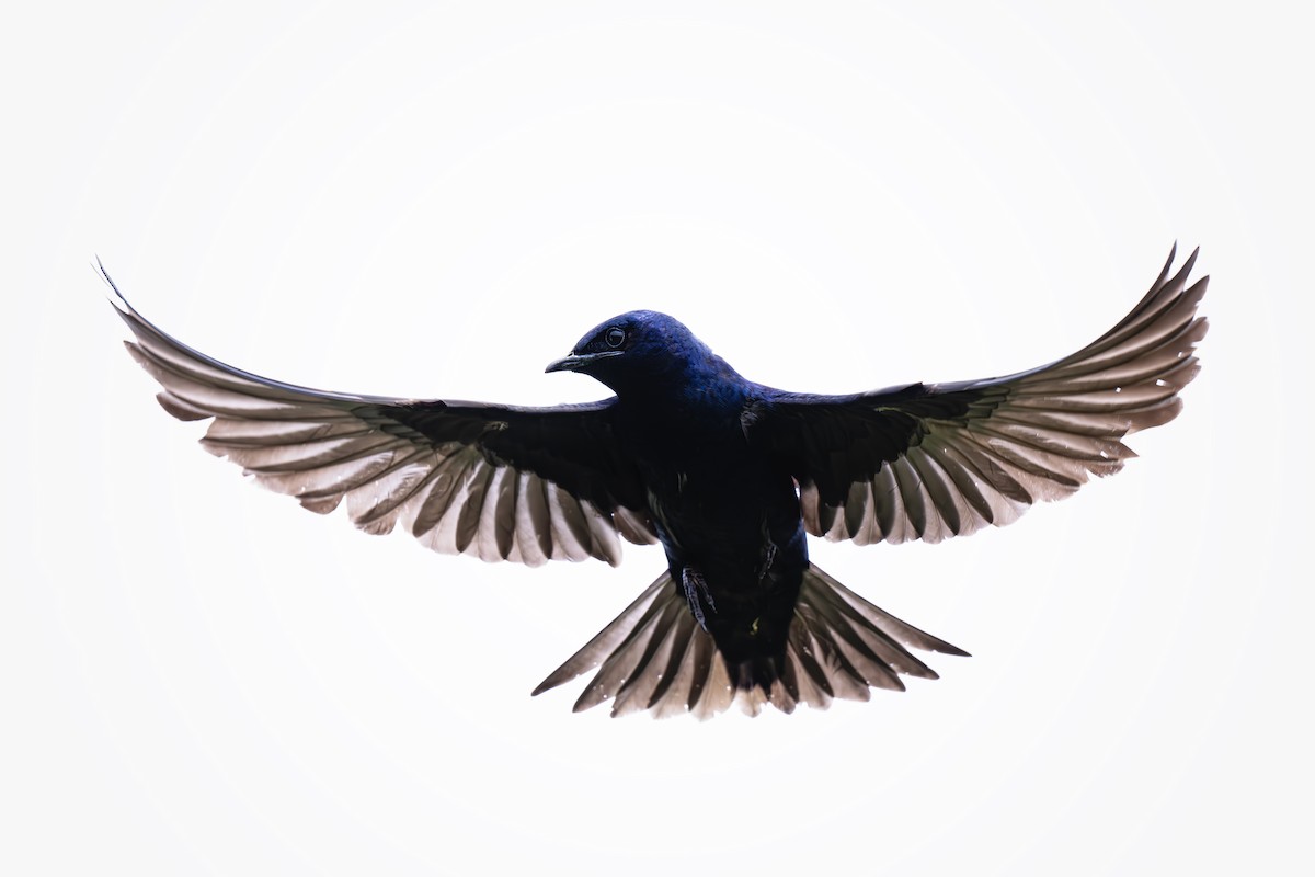 Purple Martin - ML636743496