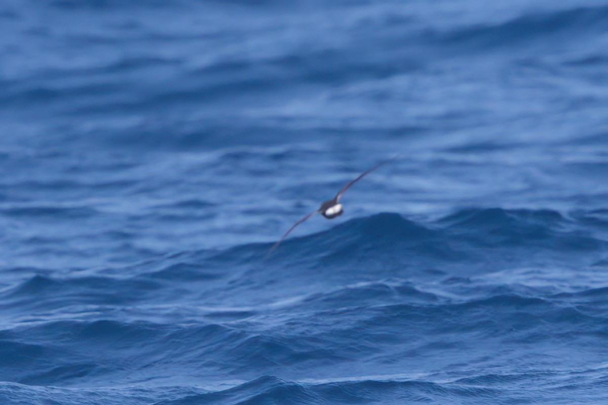 Townsend's Storm-Petrel - ML636743523