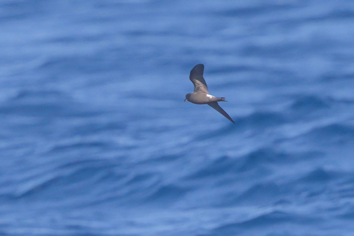 Townsend's Storm-Petrel - ML636743524