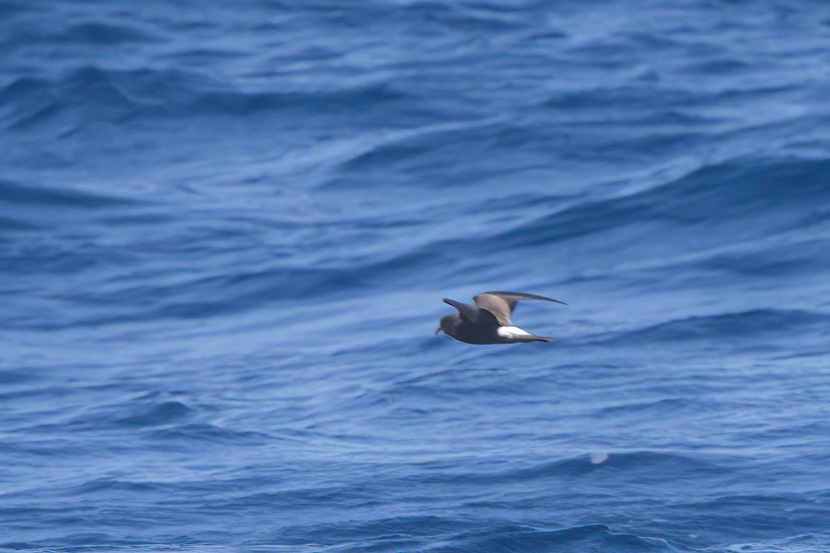 Townsend's Storm-Petrel - ML636743525