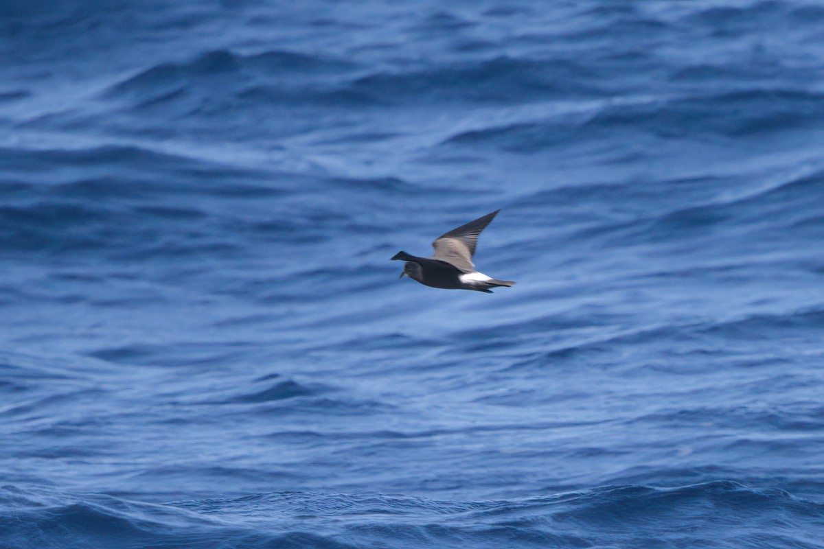 Townsend's Storm-Petrel - ML636743526