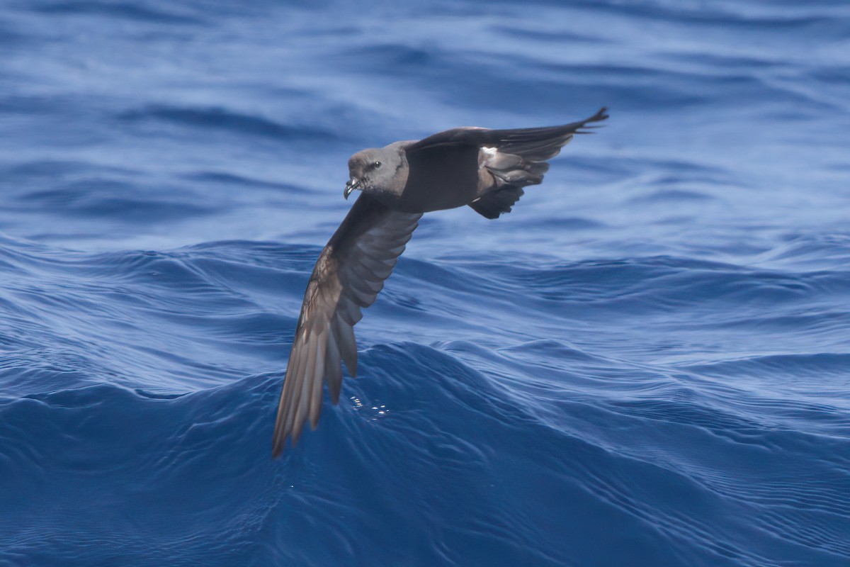 Townsend's Storm-Petrel - ML636743527