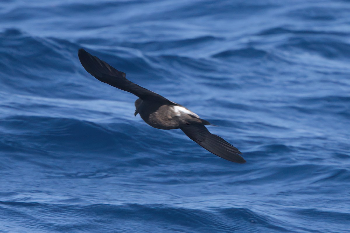 Townsend's Storm-Petrel - ML636743528