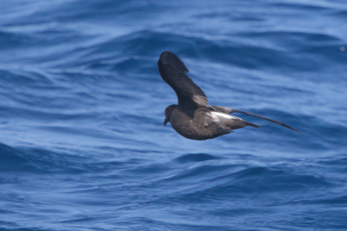 Townsend's Storm-Petrel - ML636743529