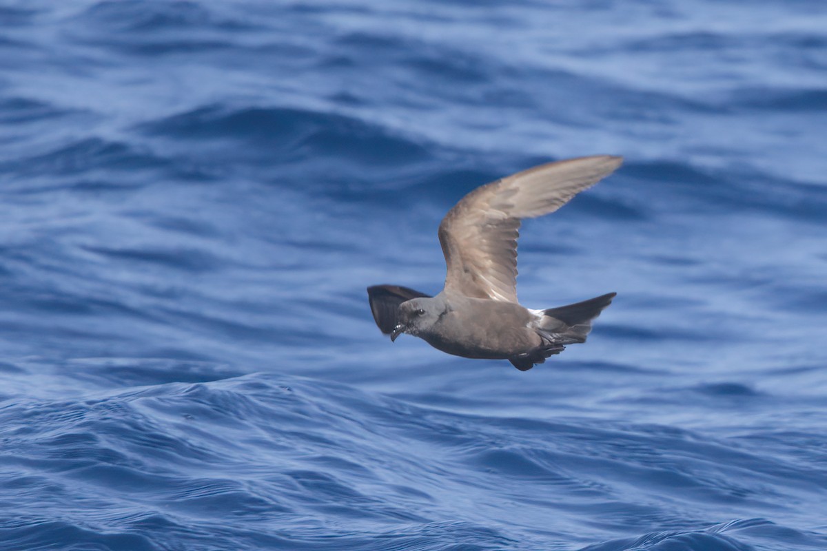 Townsend's Storm-Petrel - ML636743530