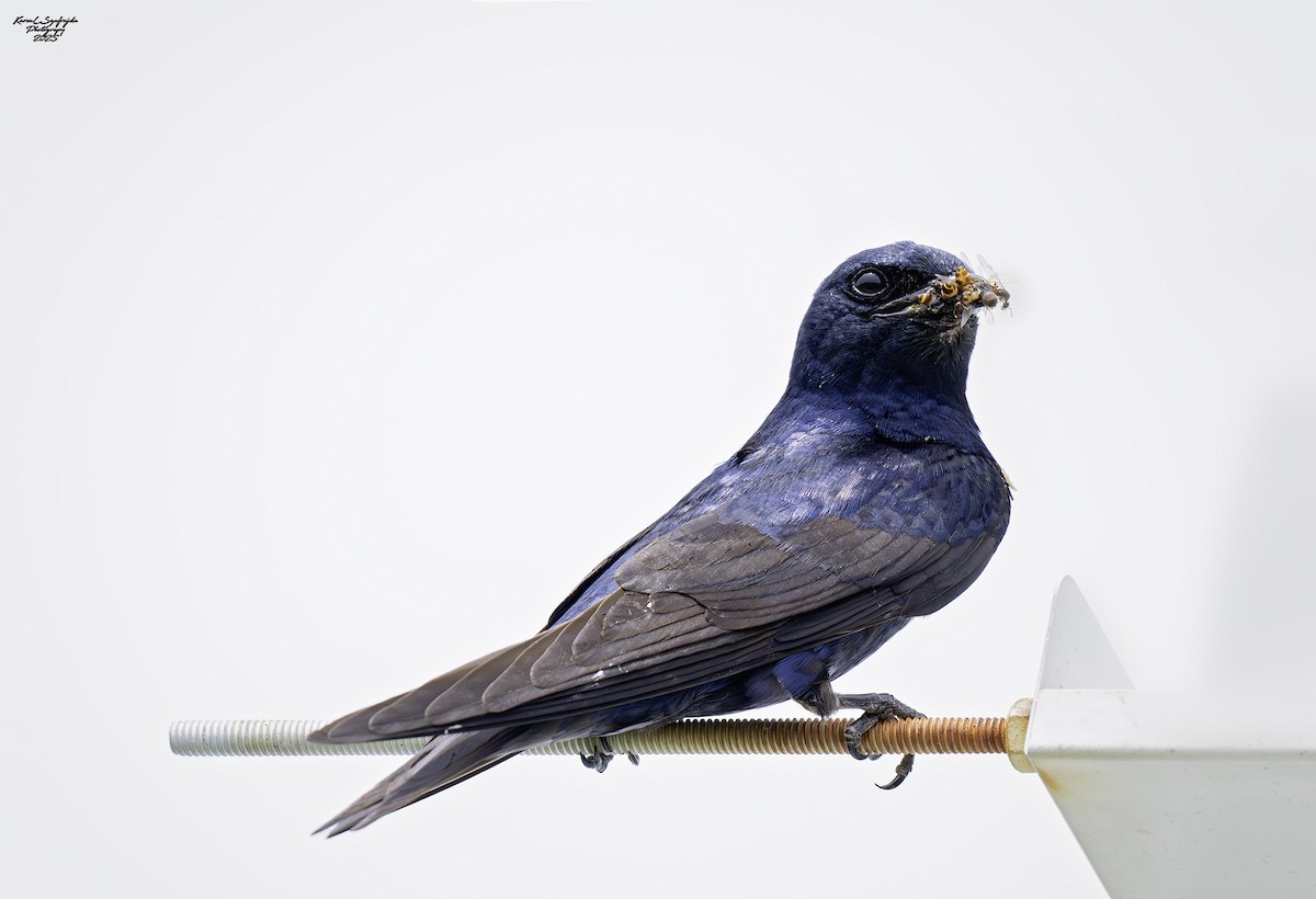 Purple Martin - ML636743537