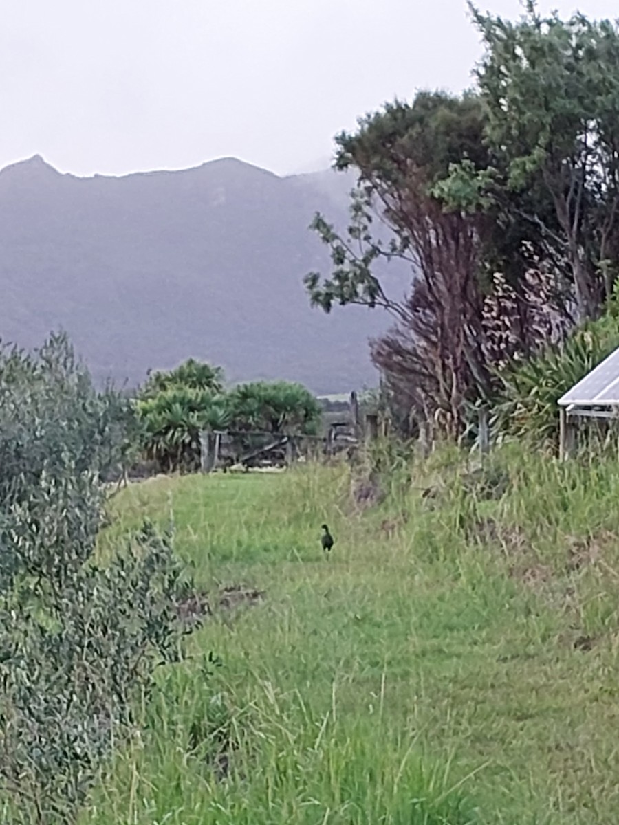 Australasian Swamphen - ML636743590