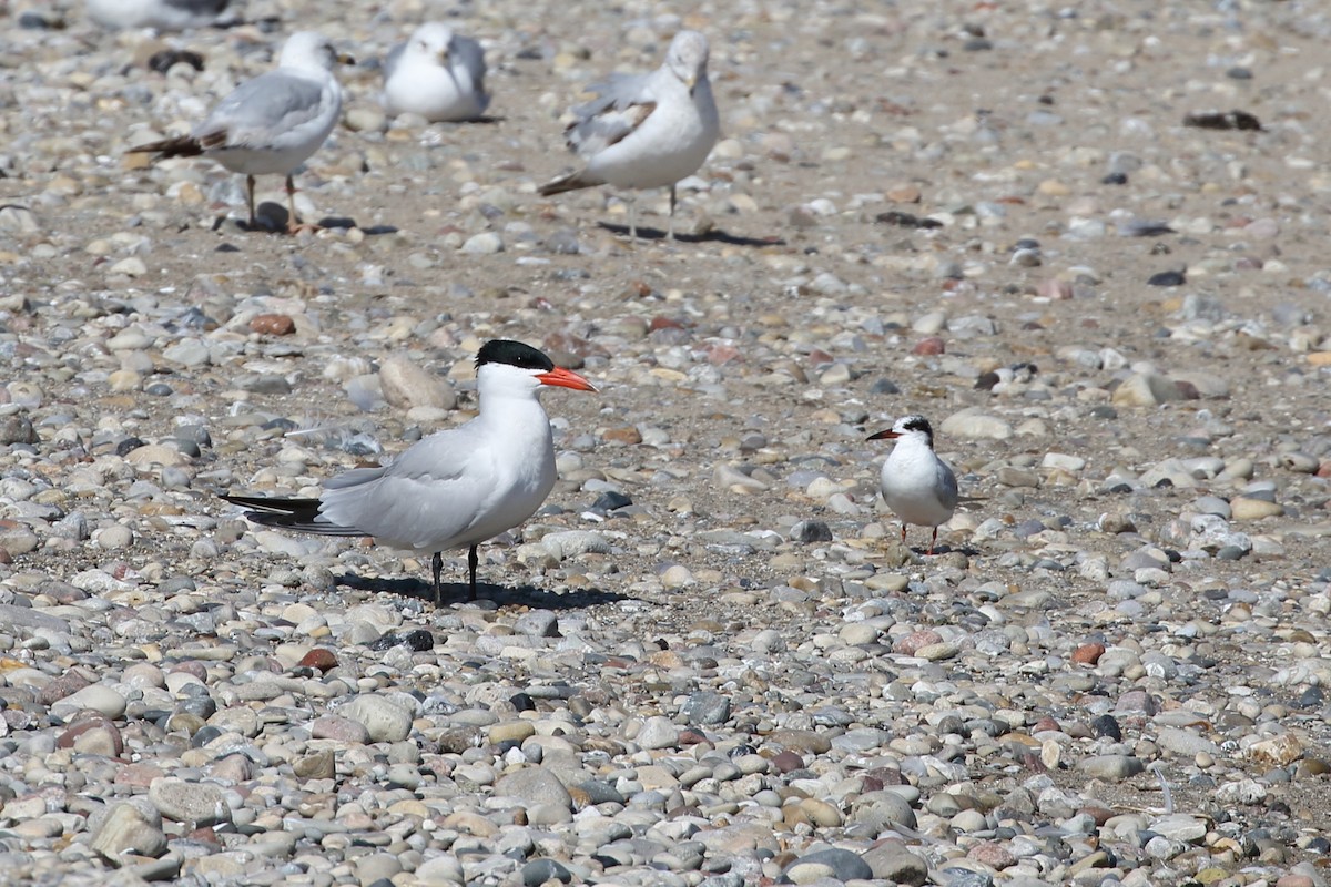 Caspian Tern - ML636743608
