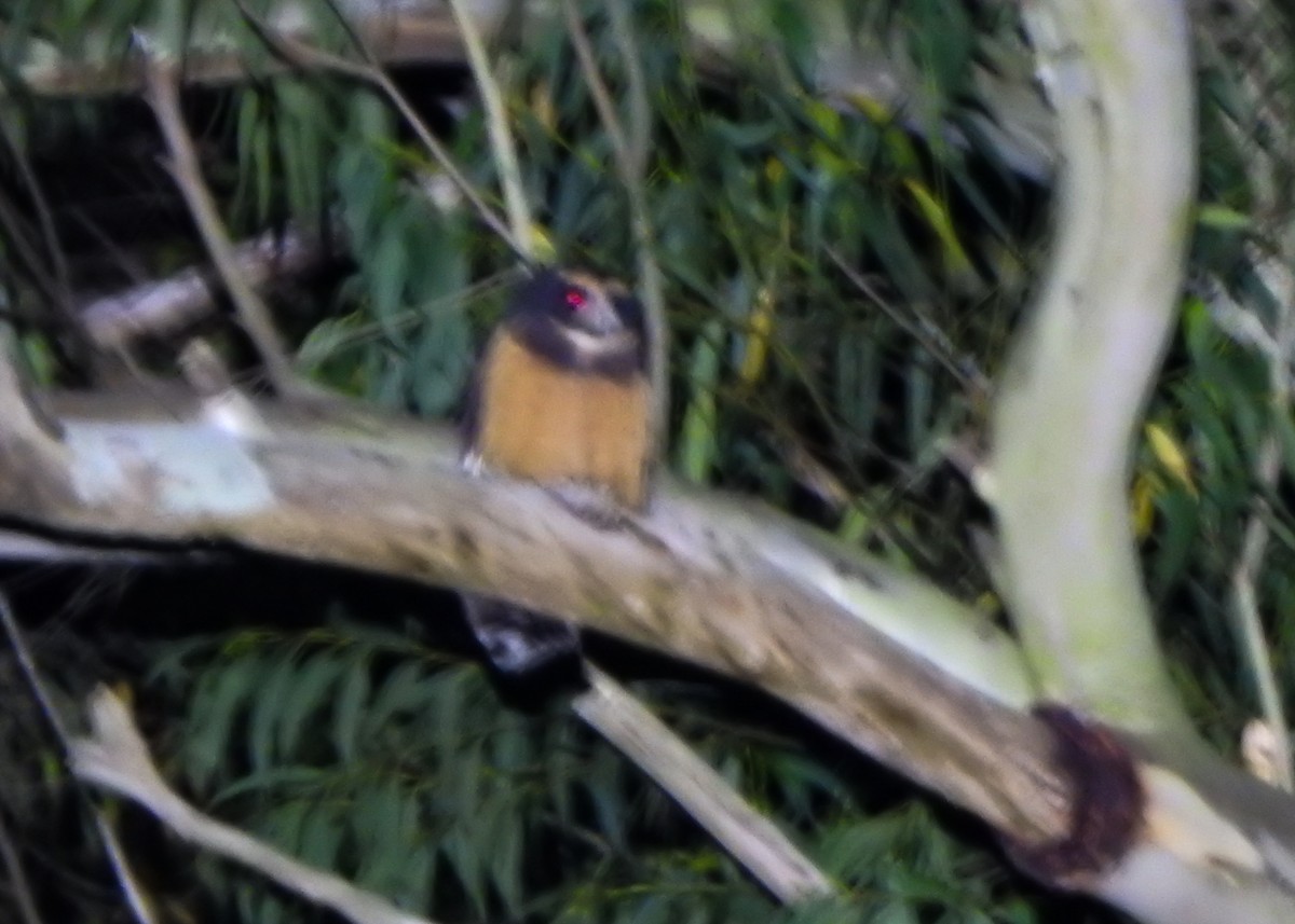 Tawny-browed Owl - ML636743615