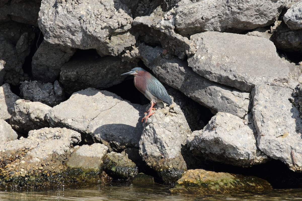 Green Heron - ML636743618