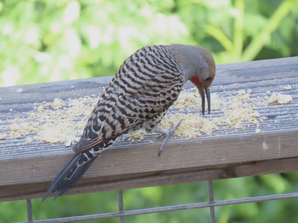 Northern Flicker - ML636743619