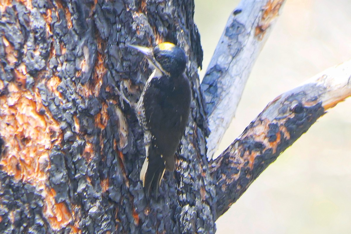 Black-backed Woodpecker - ML636743669