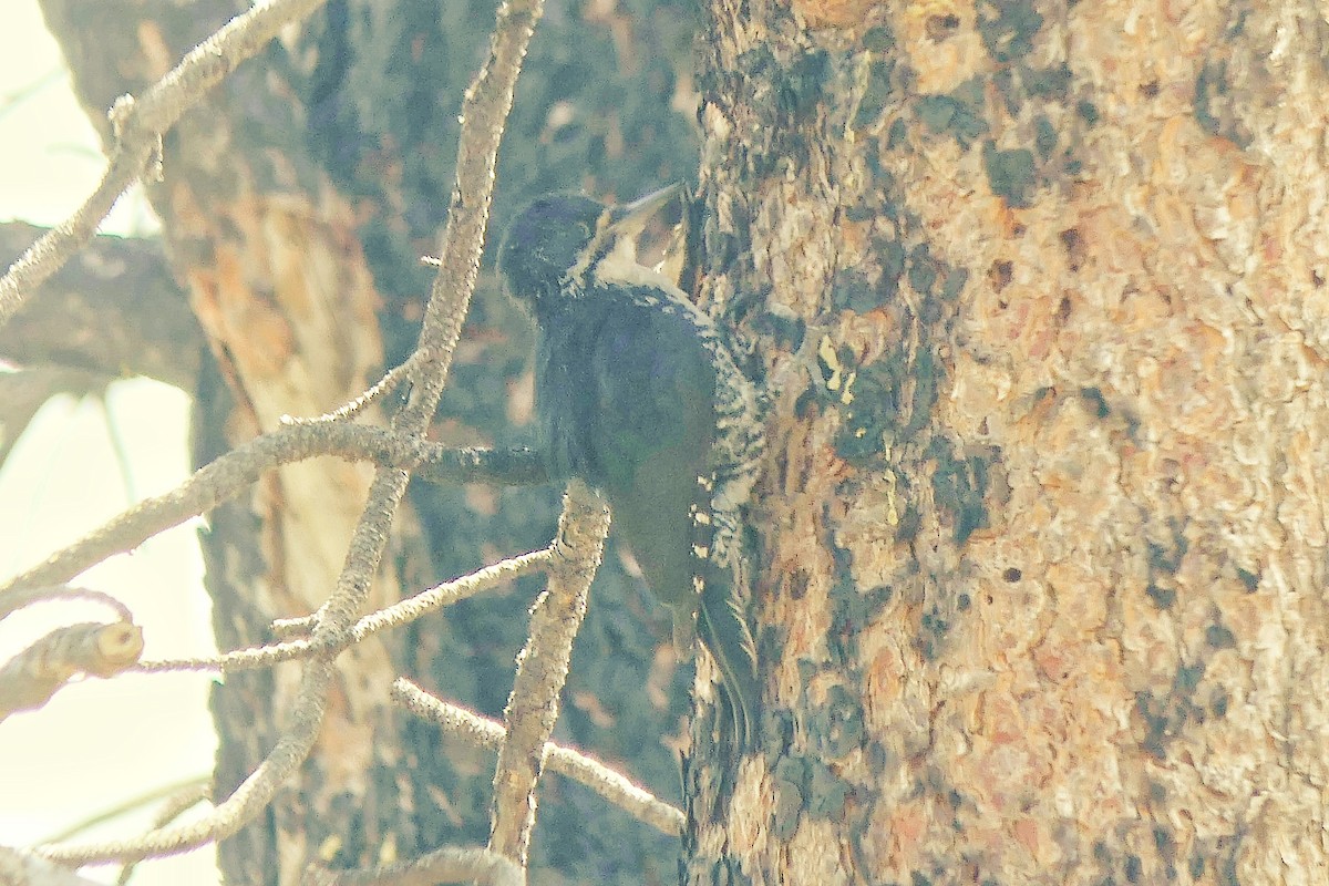 Black-backed Woodpecker - ML636743671