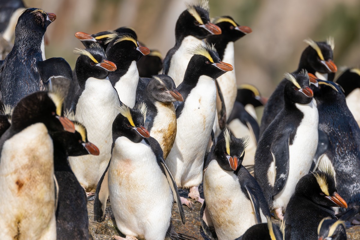 Erect-crested Penguin - ML636743676