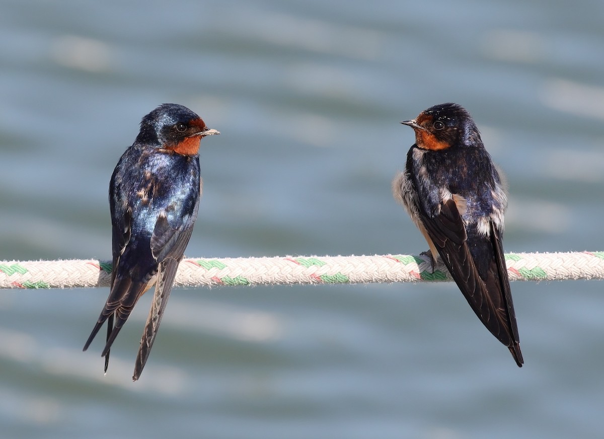 Barn Swallow - ML636743693