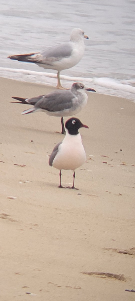 Franklin's Gull - ML636743752