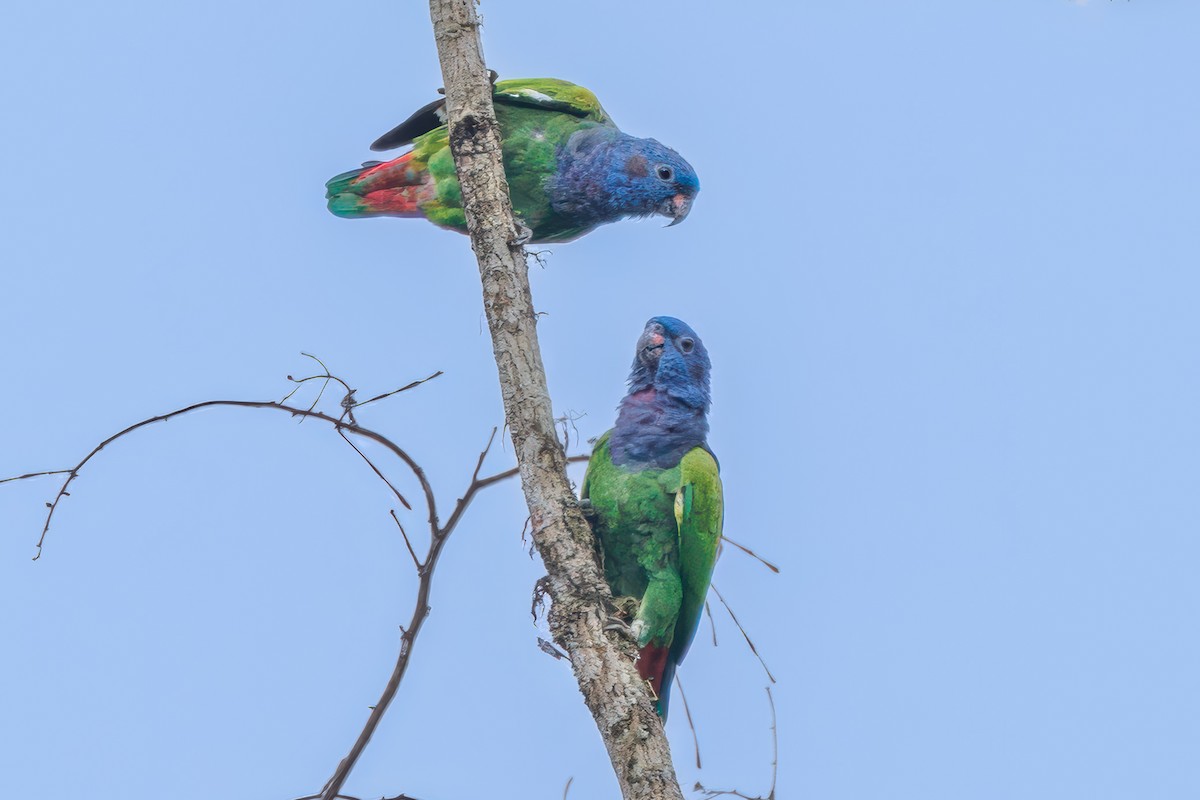 Loro Cabeciazul - ML636743796