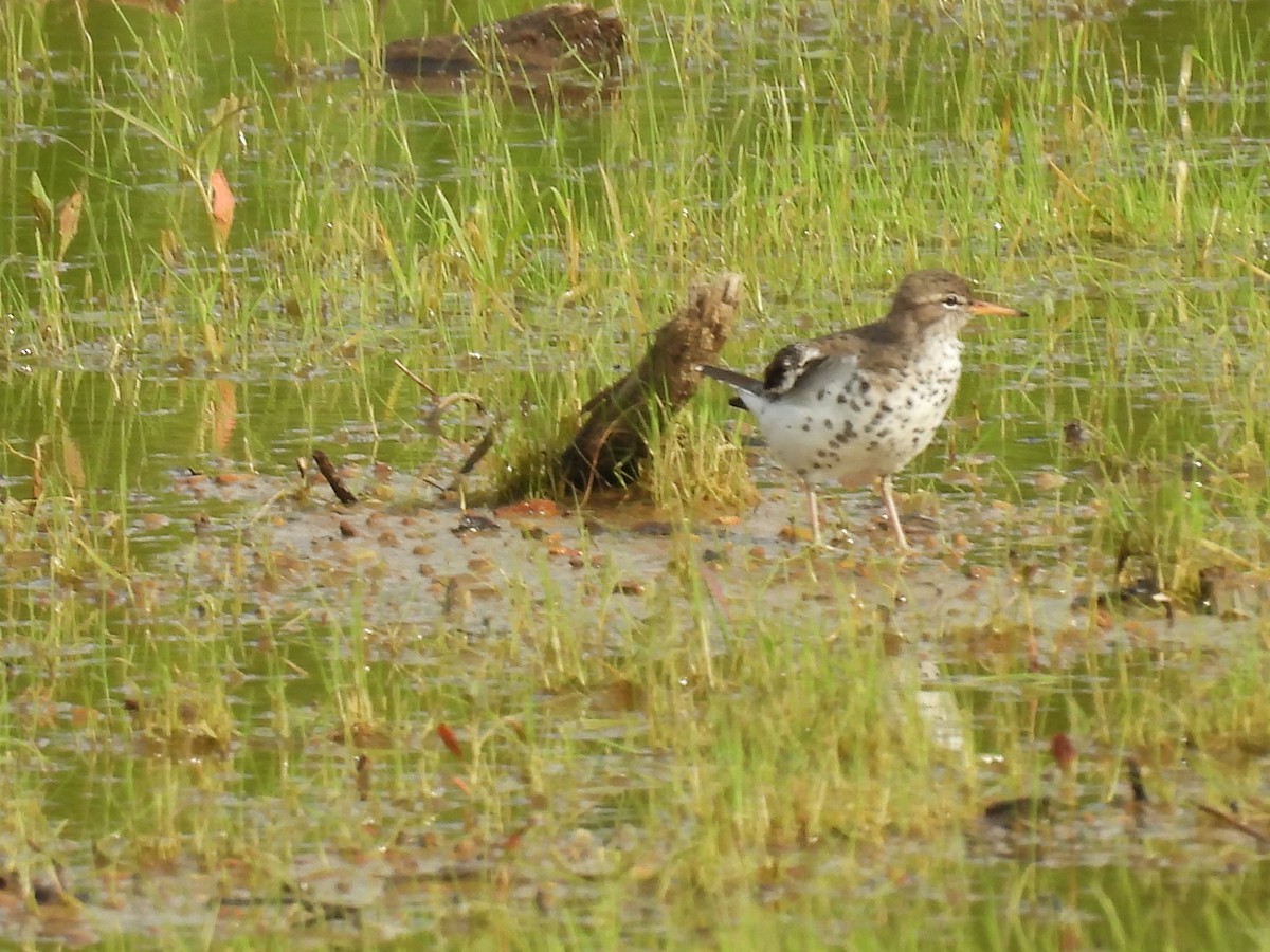 flekksnipe - ML636743881