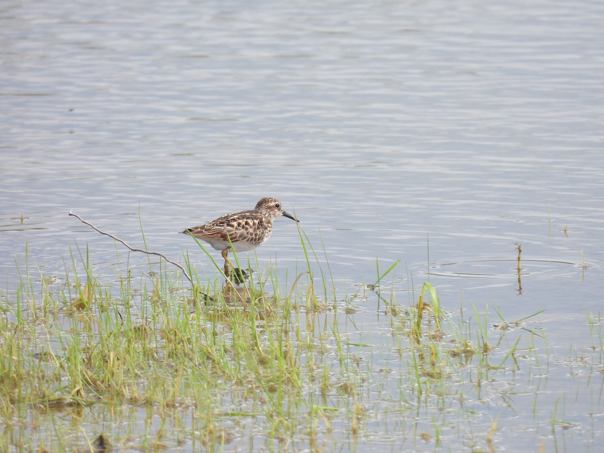 pygmésnipe - ML636743886