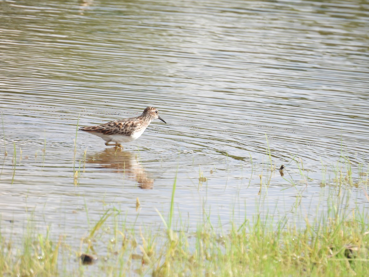 pygmésnipe - ML636743887