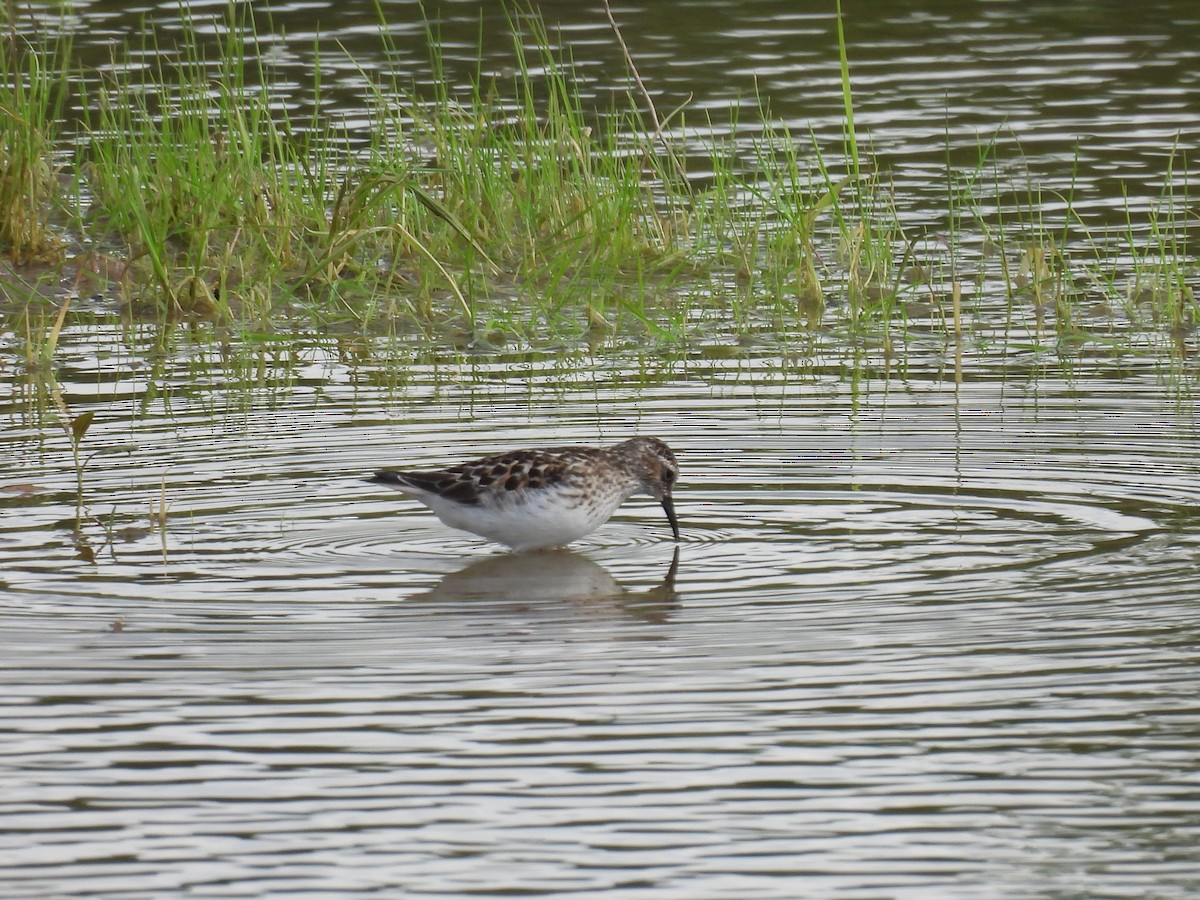 sandsnipe - ML636743896