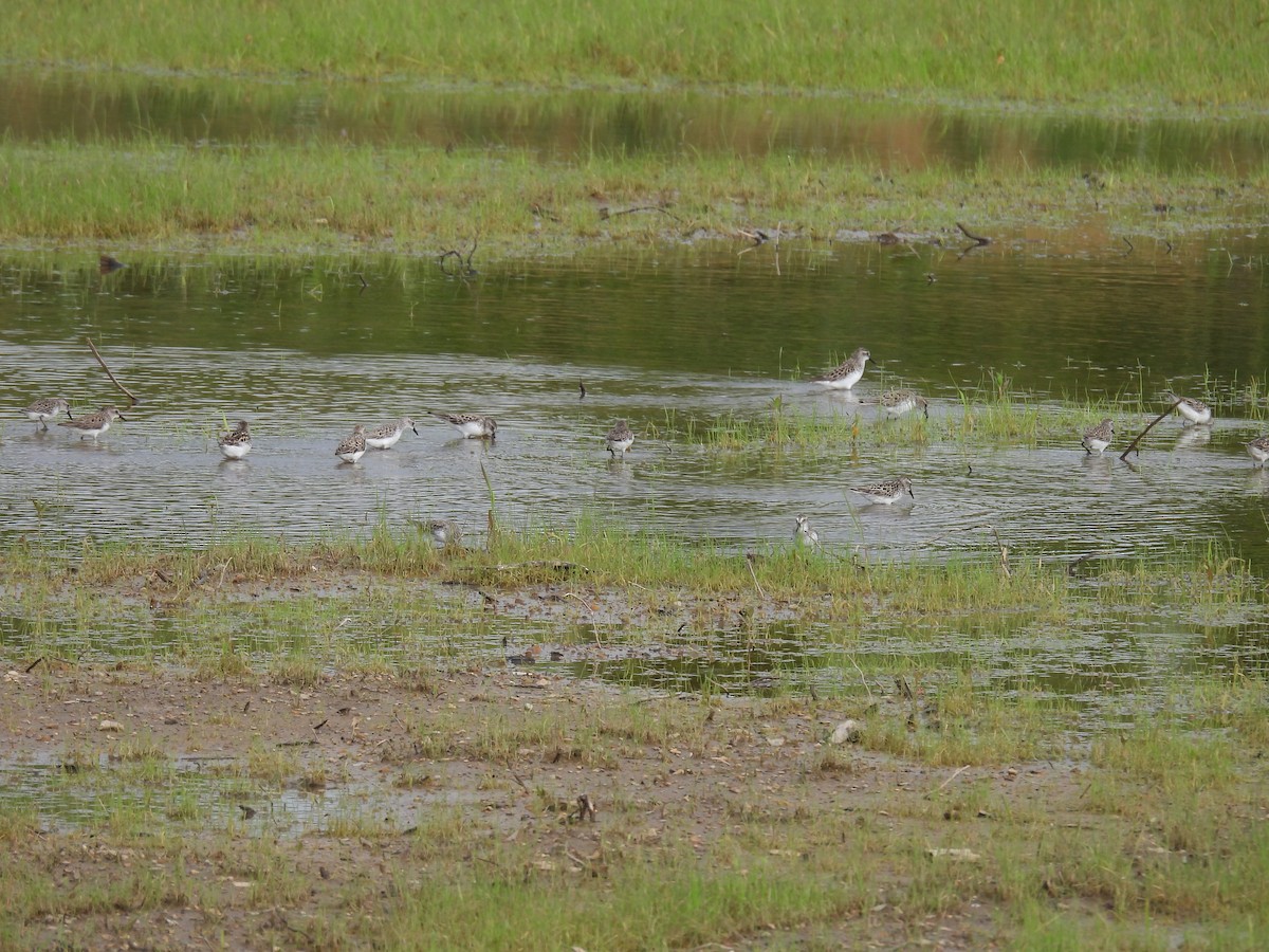sandsnipe - ML636743897