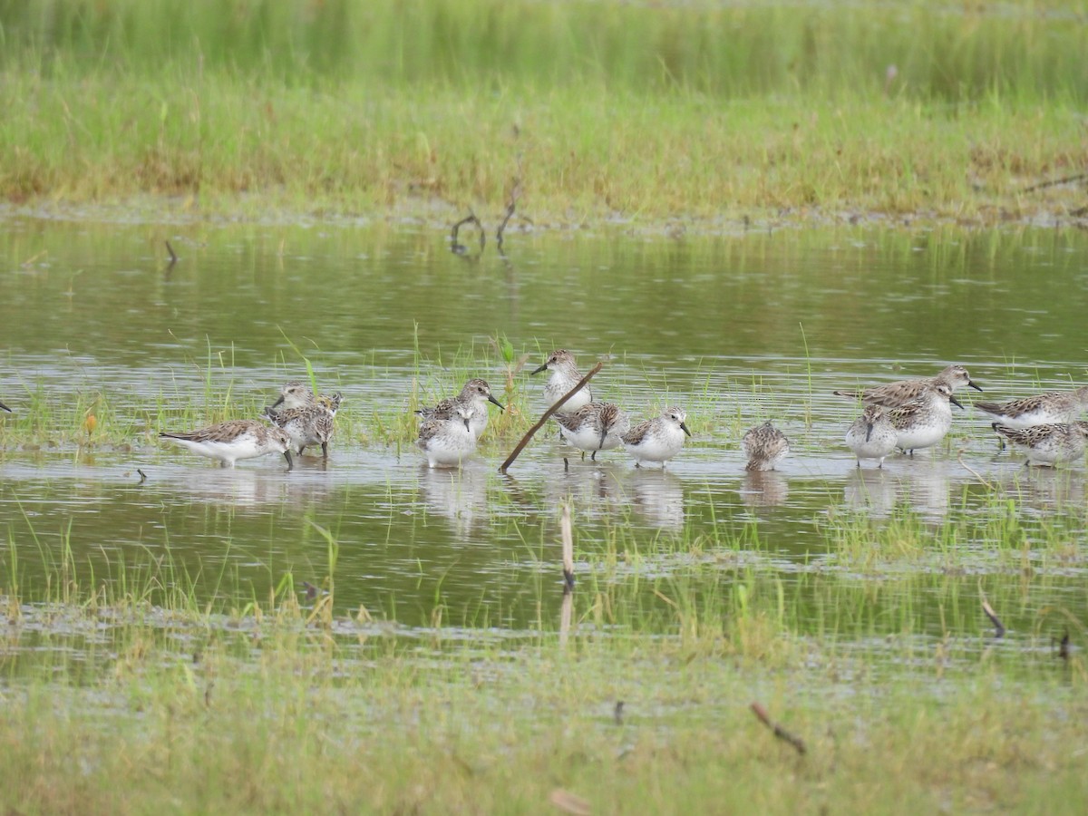 sandsnipe - ML636743898