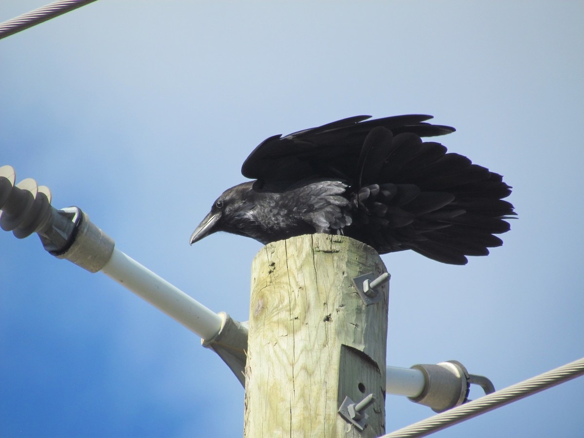 Common Raven - ML636743911