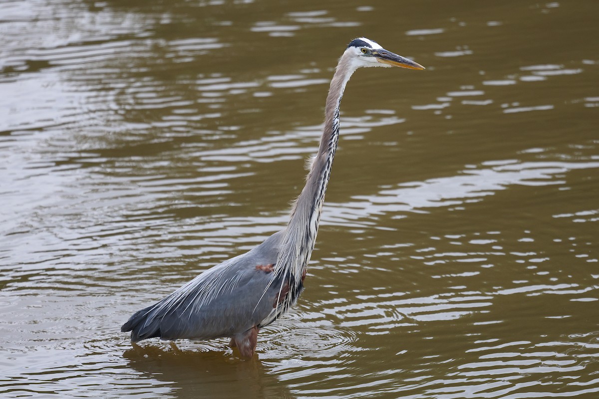 Great Blue Heron - ML636743922