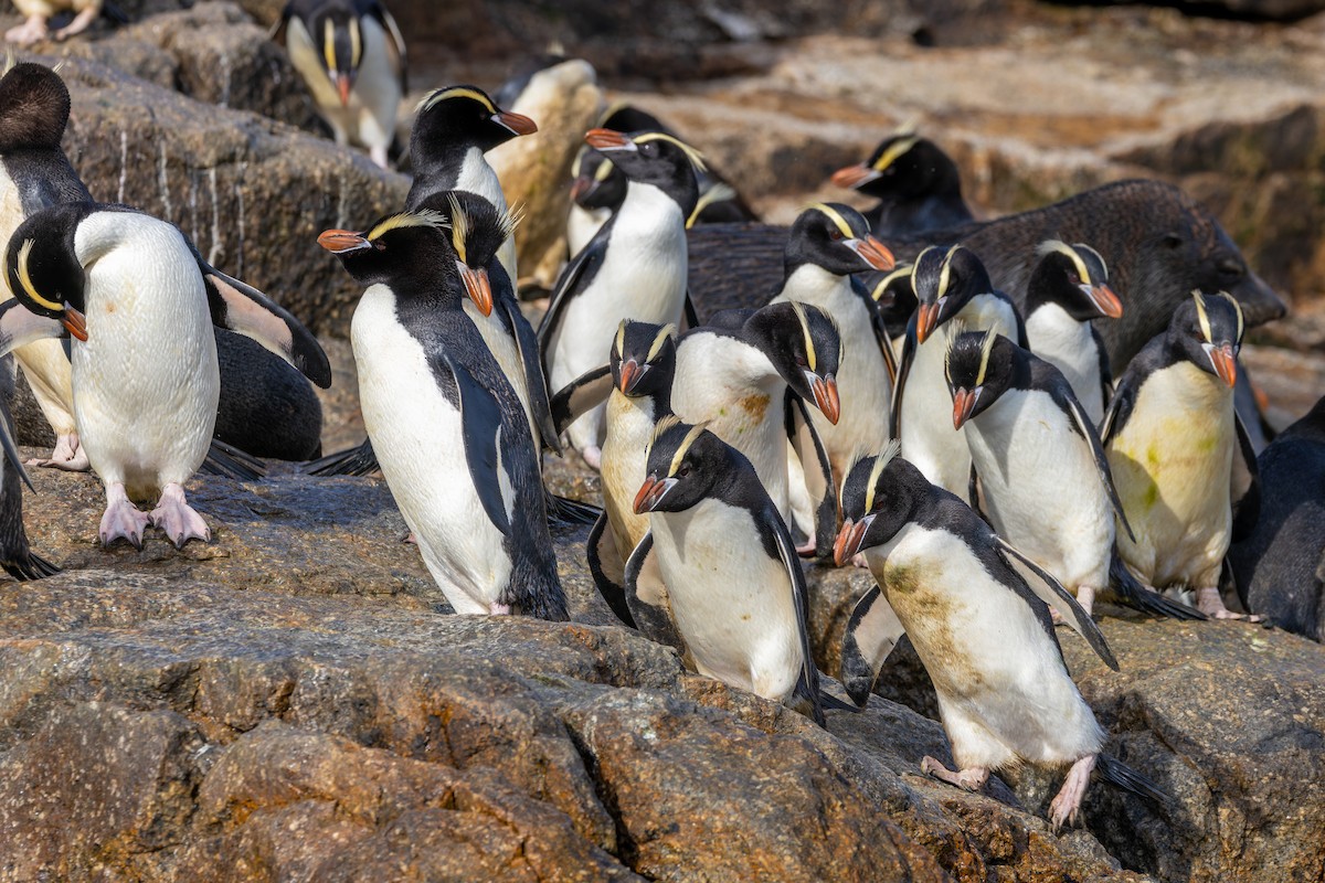 Erect-crested Penguin - ML636744048