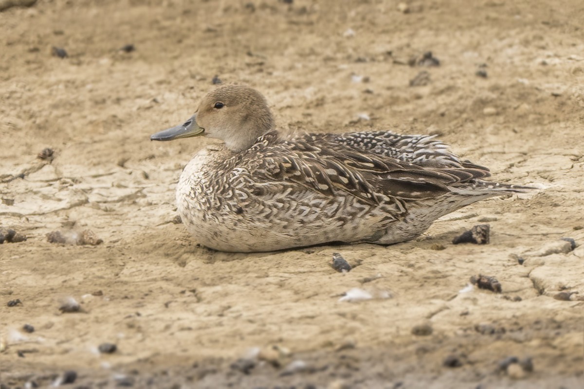 stjertand - ML636744060