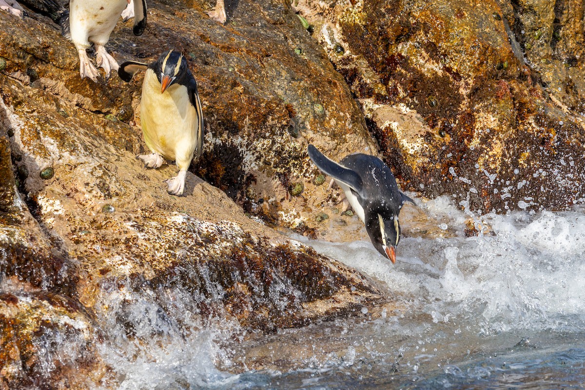 Erect-crested Penguin - ML636744070