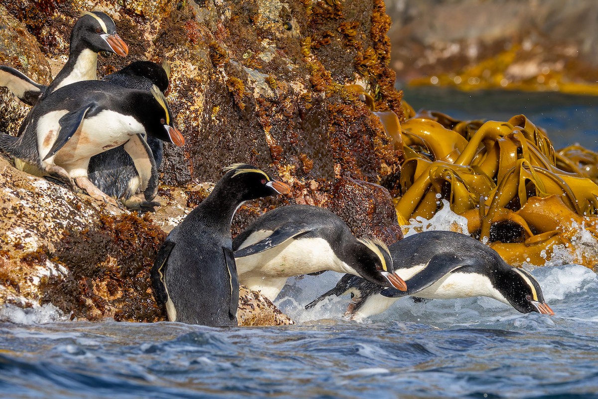 Erect-crested Penguin - ML636744278