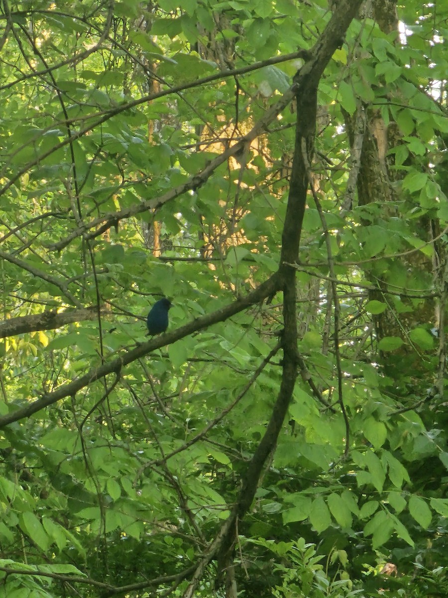 Indigo Bunting - ML636744300