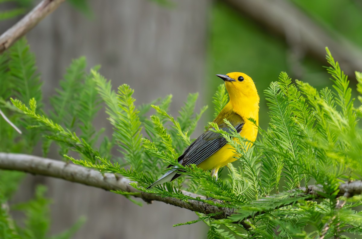 Prothonotary Warbler - ML636744323