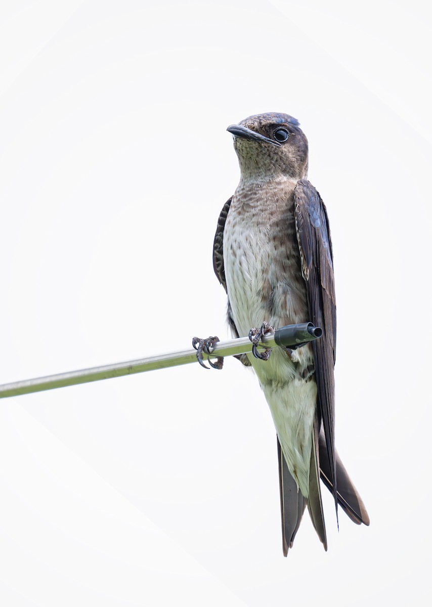 Purple Martin - ML636744328
