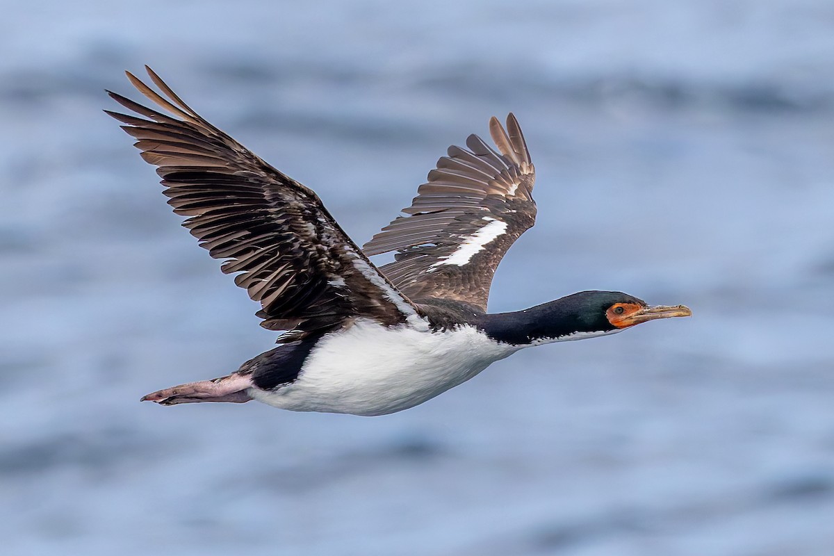Bounty Islands Shag - ML636744368