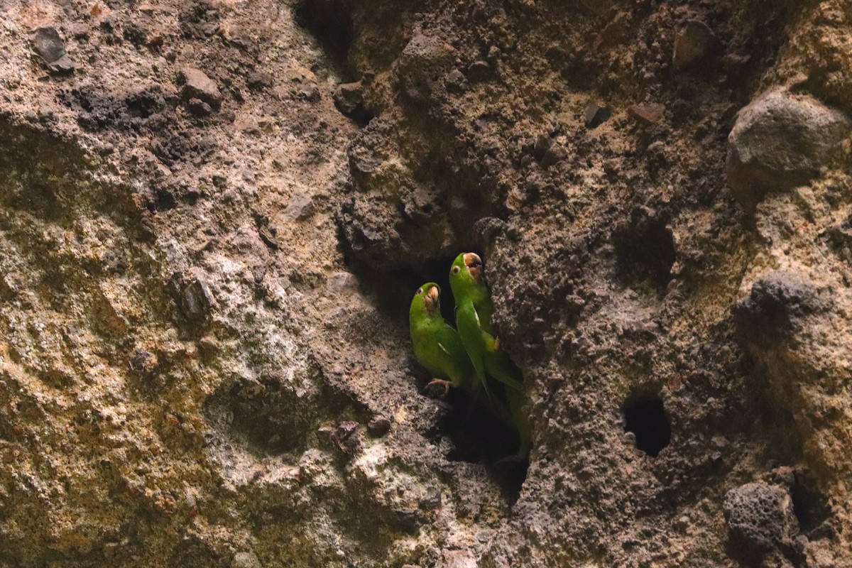 Pacific Parakeet - ML636744482